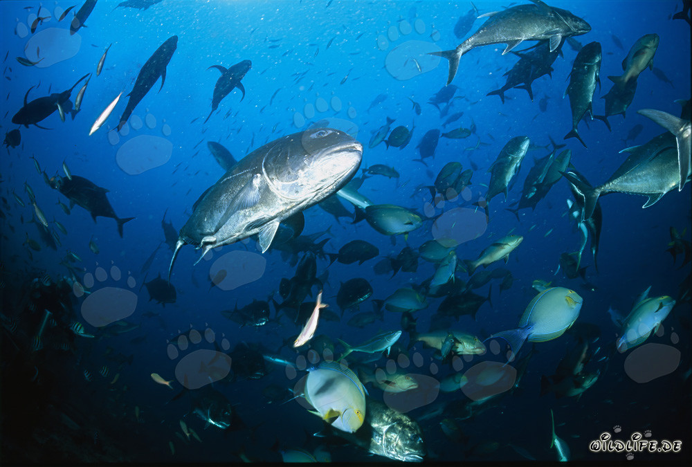 Fascinating Underwater World: Giant Trevally and Other Reef Fish Species