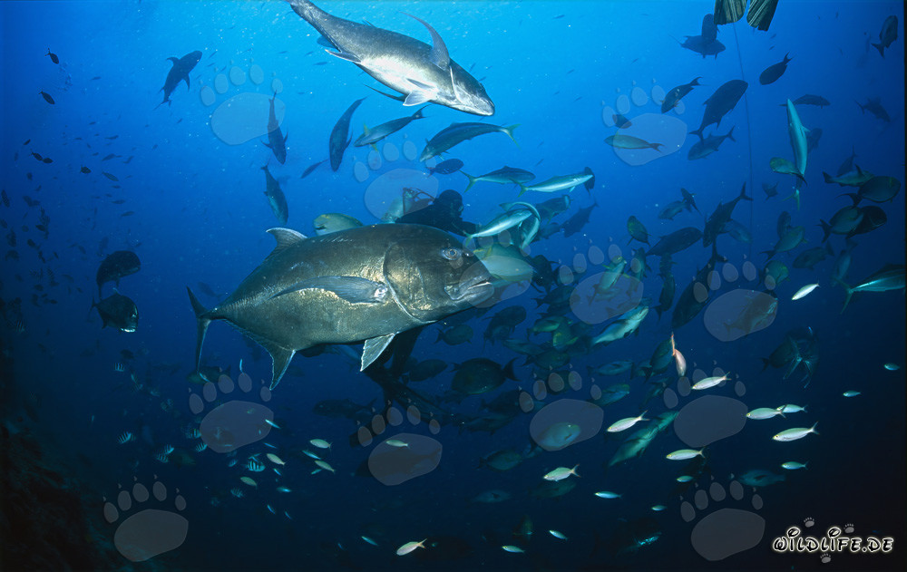 Carangido Gigante - Foto submarina de un impresionante Caranx ignobilis
