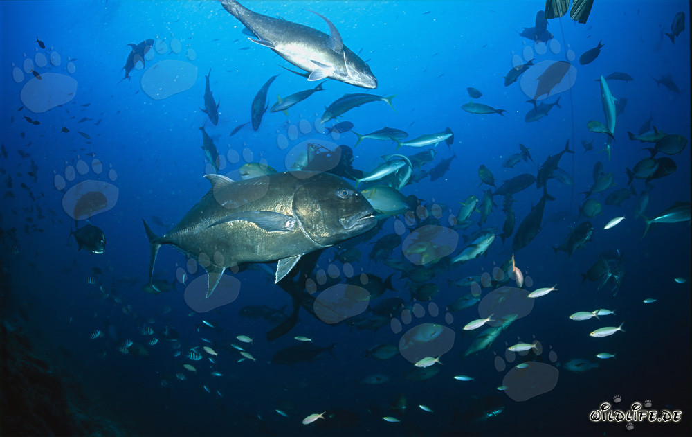 Carangue Géante - Photo sous-marine d'un impressionnant Caranx ignobilis