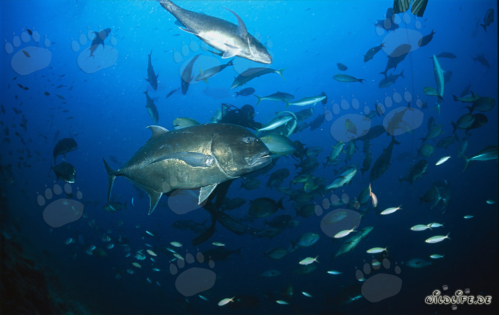 Giant Trevally - Underwater photo of an impressive Giant Trevally fish