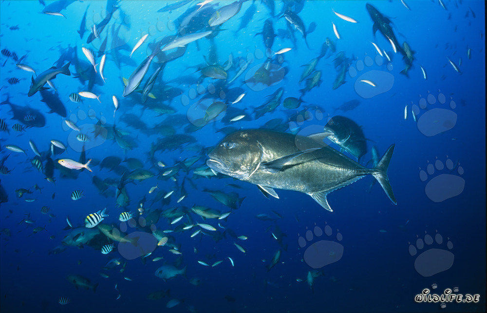 Carángido de cabeza grande y otras especies de peces - Una impresionante foto submarina