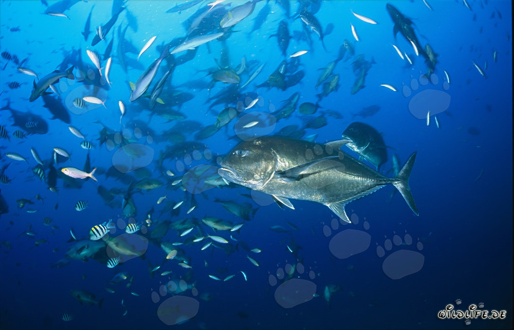 Carangue à grosse tête et autres espèces de poissons - Une photo sous-marine impressionnante