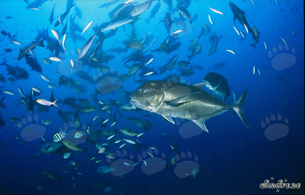 Giant Trevally and Other Fish Species - An Impressive Underwater Photo