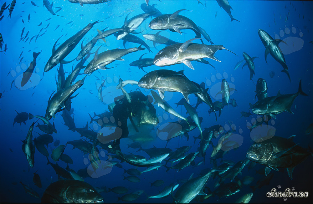 Giant Trevally circling divers in Beqa Lagoon, Fiji