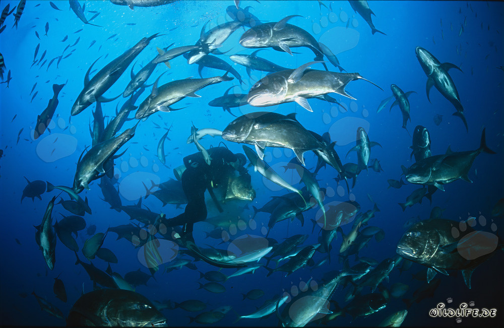 Gigantische Dickkopf-Makrelen umkreisen Taucher in der Beqa Lagune, Fiji