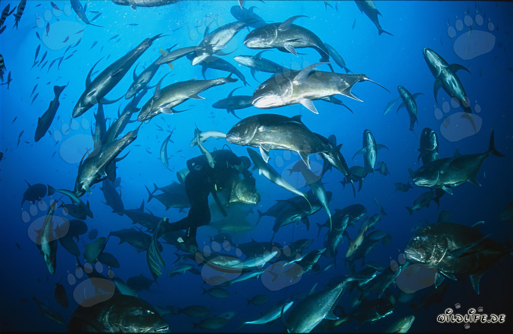 Mackarel a testa grossa giganti circondano i subacquei nella laguna di Beqa, Figi