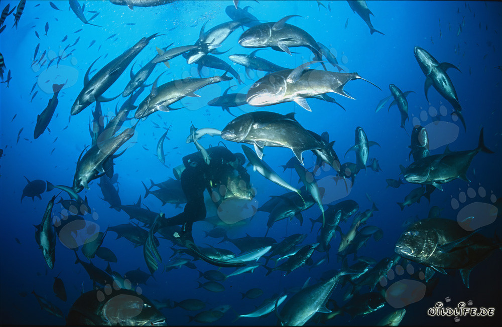 Mérous a cabeza de martillo gigantes rodean a buceadores en la laguna de Beqa, Fiji
