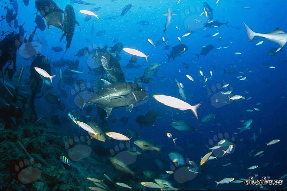 Foule de carangues à grosse tête combattantes avec des plongeurs