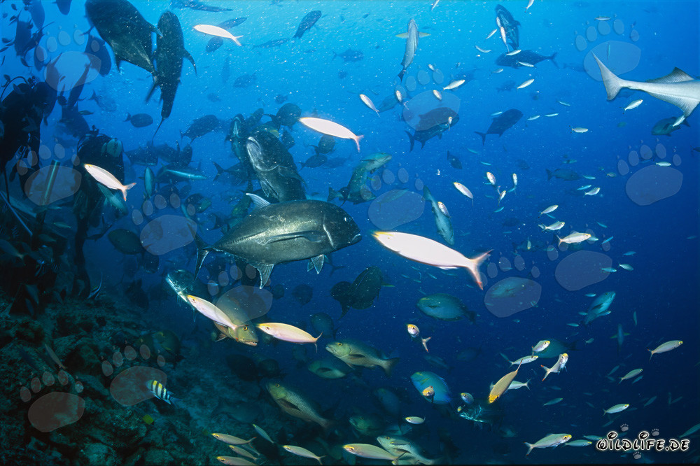 Powerful Giant Trevally School with Divers