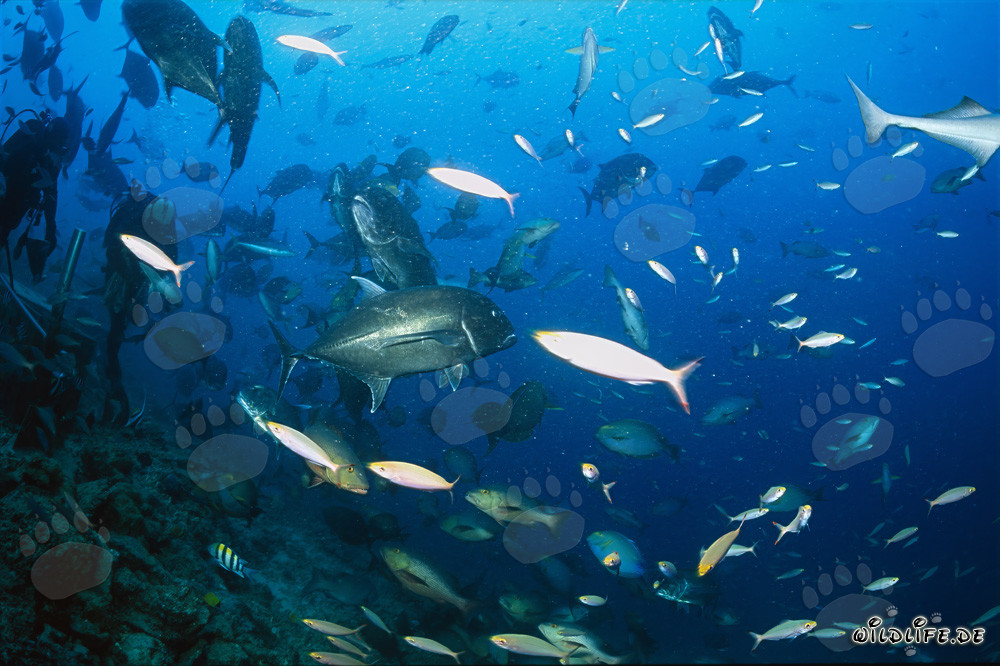 Kampfstarker Dickkopf-Makrelen-Schwarm mit Tauchern