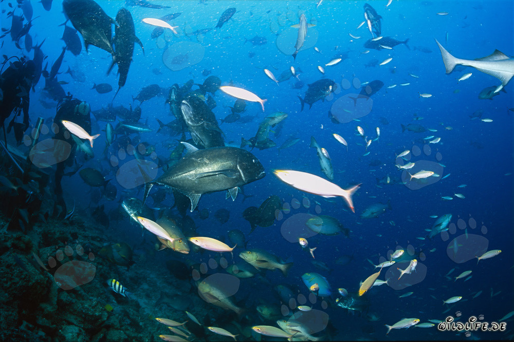 Cardumen combativo de jureles de cabeza grande con buceadores