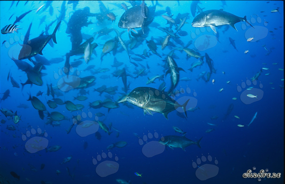 Giant Travelly und zahlreiche andere Fische im Shark Reef von Fiji