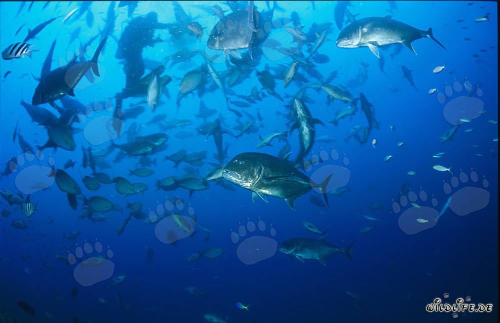Giant Travelly e numerosi altri pesci nella barriera corallina degli squali di Fiji