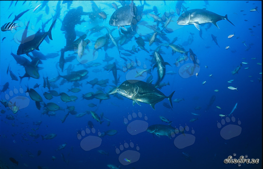 Giant Trevally and numerous other fish in the Shark Reef of Fiji