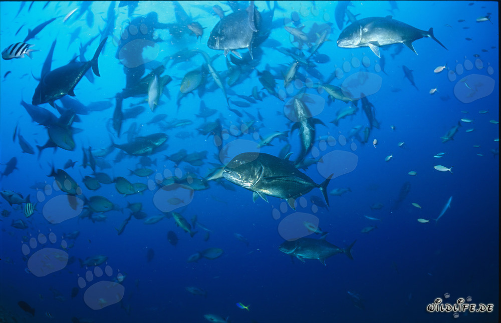 Gigante Viajero y otros peces en el arrecife de tiburones de Fiji