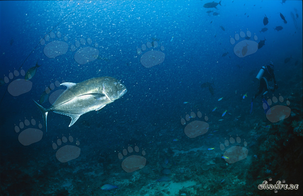 Giant Trevally follows diver in Beqa Lagoon, Fiji