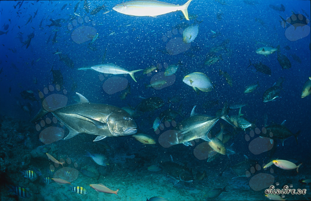 Encuentro de dos impresionantes peces Caranx ignobilis