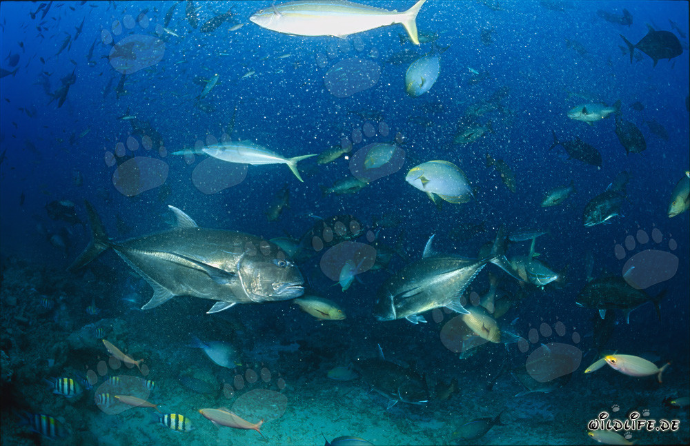 Rencontre de deux impressionnants poissons Caranx ignobilis