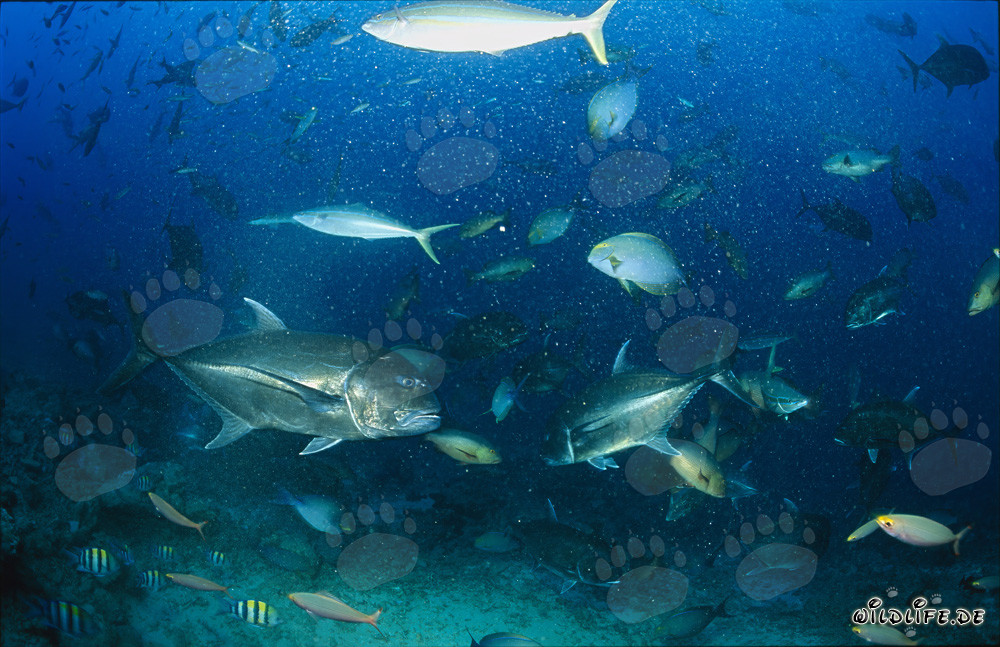 Zusammentreffen von zwei beeindruckenden Giant Trevally Fischen