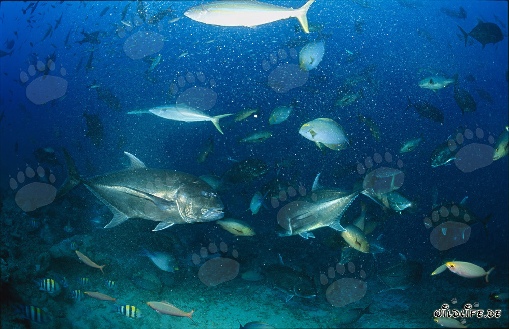 Encounter of two impressive Giant Trevally fish