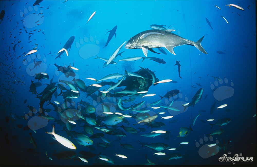 Monde sous-marin fascinant : carangues géantes et poissons coralliens