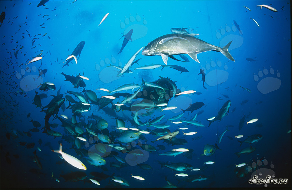 Fascinating Underwater World: Giant Trevally and Coral Fishes