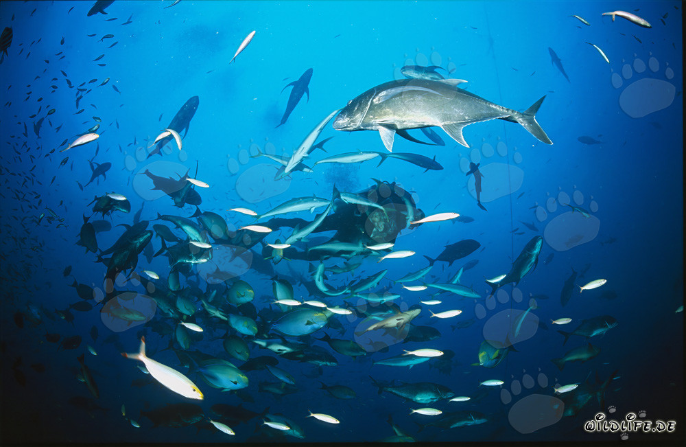 Mundo submarino fascinante: jureles gigantes y peces de coral