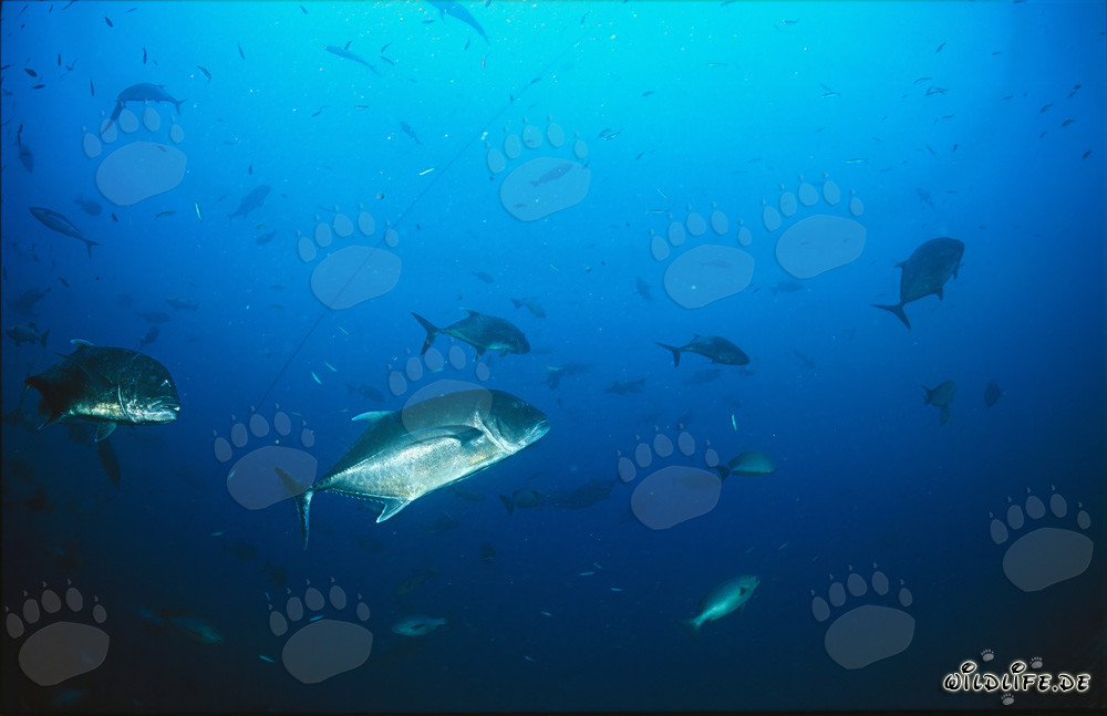 Powerful Giant Trevally near the Anchor Rope