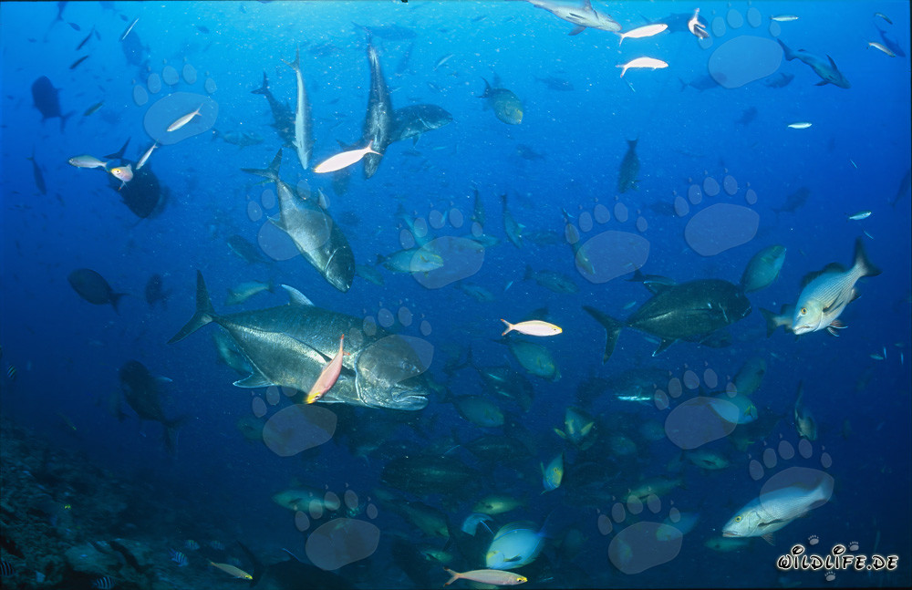 Caballa testaruda combativa y otros peces de coral coloridos