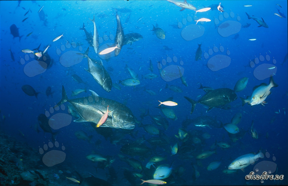 Maquereau à tête de mule combatif et autres poissons coralliens colorés