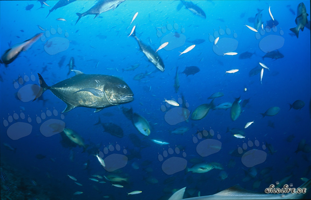 Carangida gigante, también conocida como Caranx ignobilis