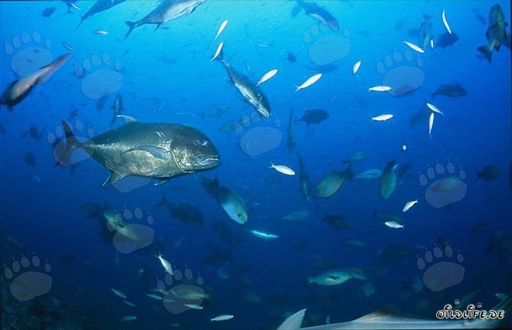 Carangide gigante, conosciuta anche come Caranx ignobilis