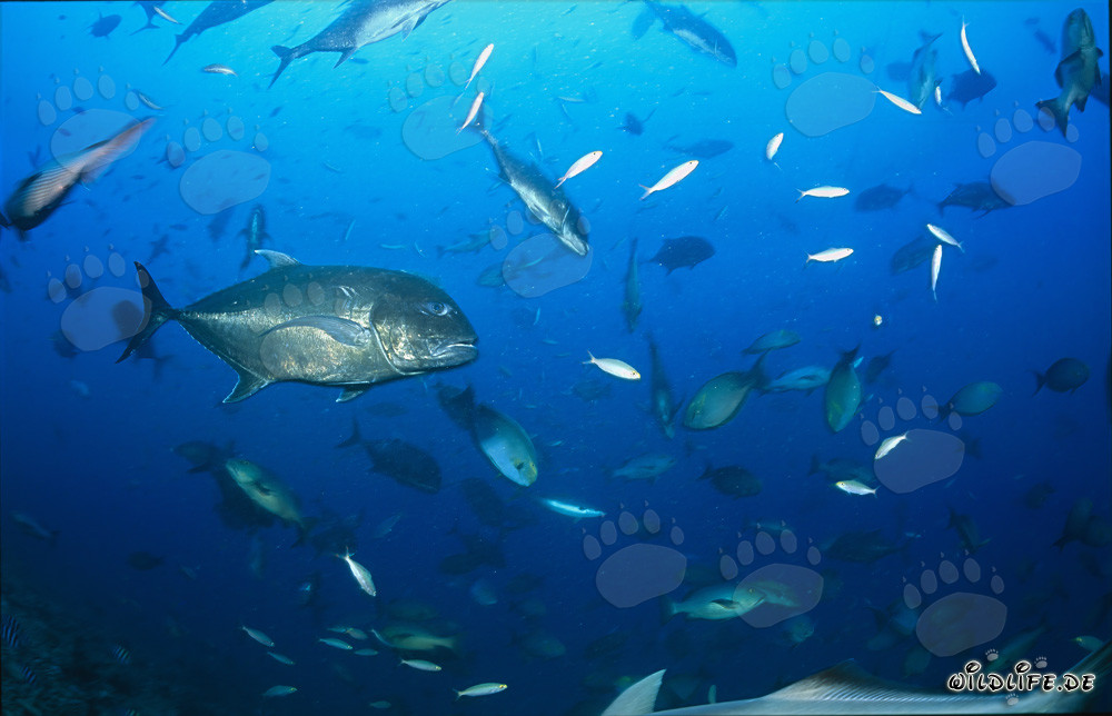 Giant Trevally, also known as Giant Trevally