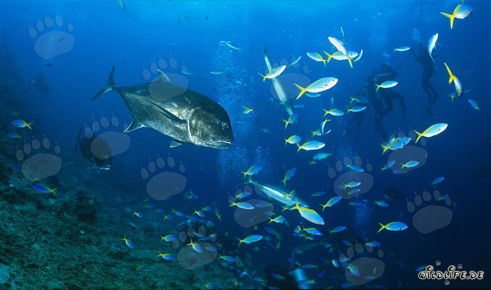 Les carangues à grosse tête entourent un banc de poissons dans le Pacifique