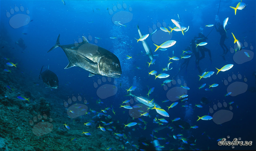Giant Trevally approaching a school of fish in the Pacific