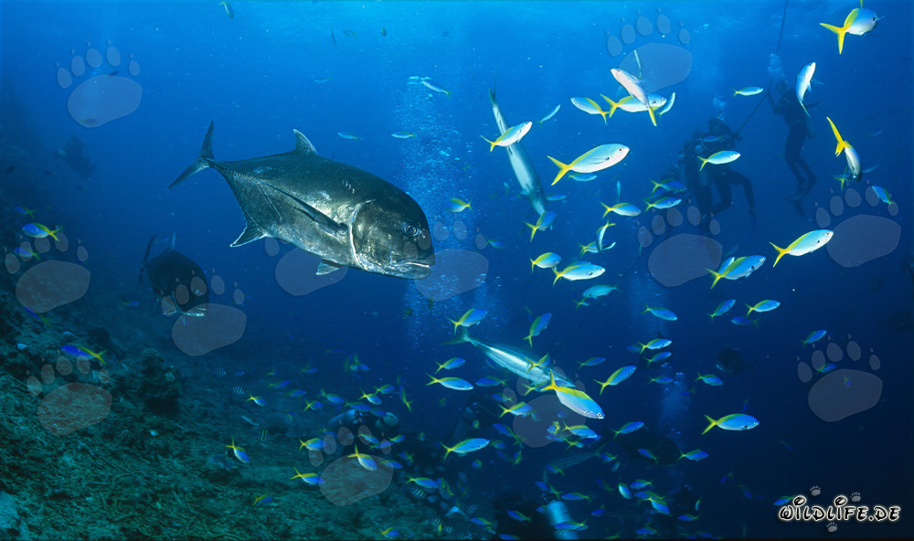 Los jureles de cabeza grande rodean un banco de peces en el Pacífico
