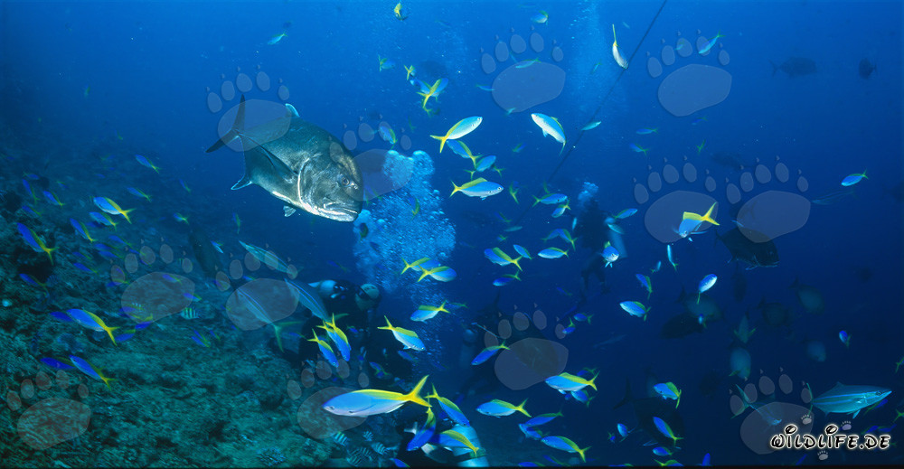 Gigantic Giant Trevally swims majestically through bubbles