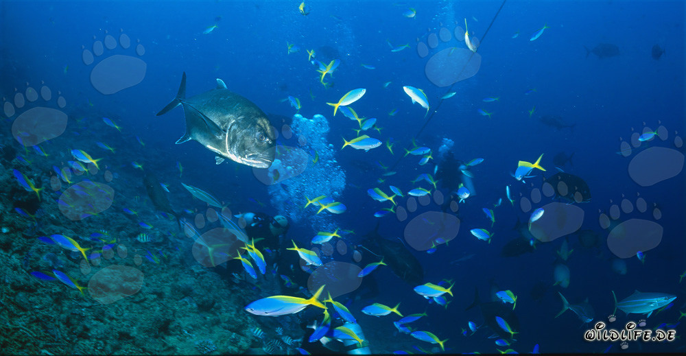 Gigantesco Giant Trevally nuota maestosamente attraverso le bolle d'aria