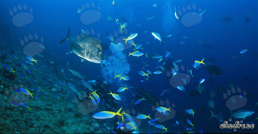 Gigantischer Giant Trevally schwimmt majestätisch durch Luftblasen