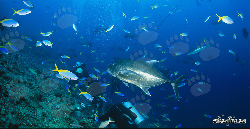 Kampfstarke Dickkopf-Makrele und Taucher umgeben von bunten Fischen