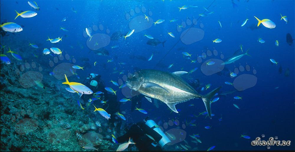 Jurel de cabeza grande y buceadores rodeados de peces coloridos luchadores