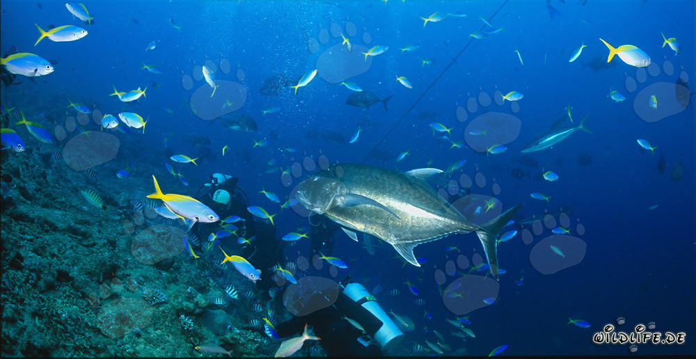 Maquereau à grosse tête et plongeurs entourés de poissons colorés combattants
