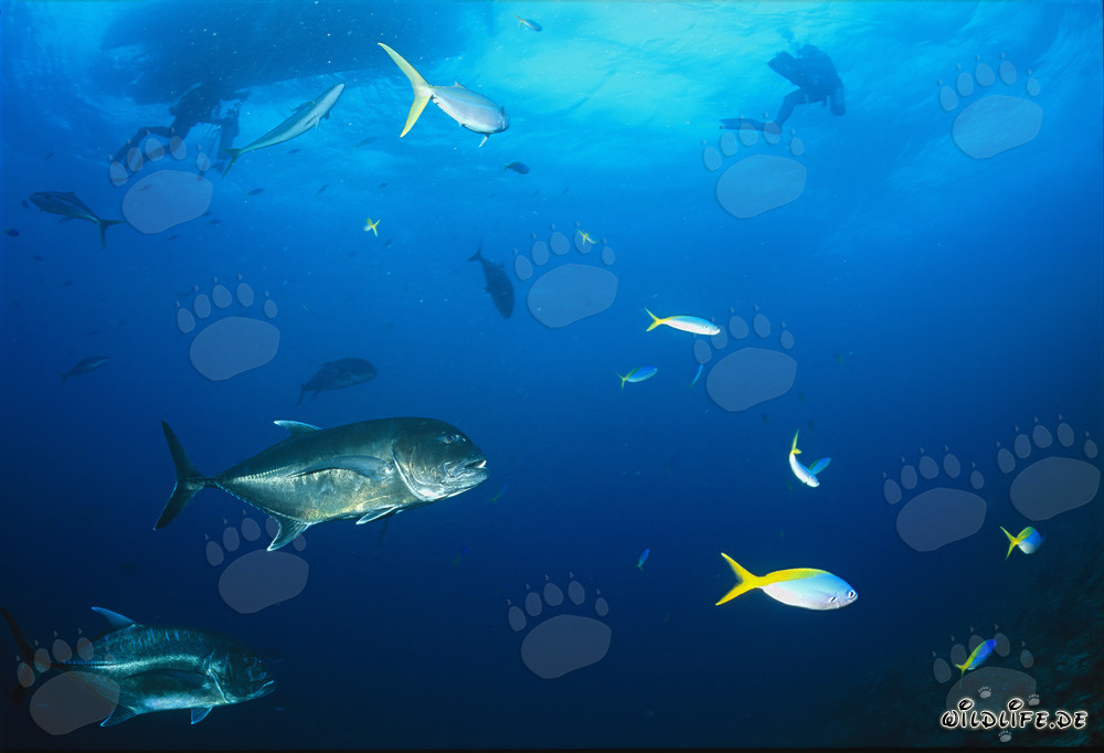 Géant barracuda fascinant sous le bateau de plongée