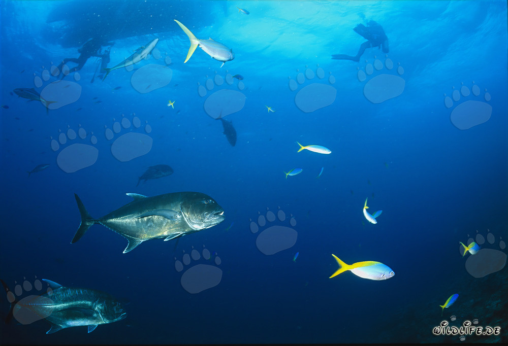 Affascinante Giant Trevally sotto la barca da immersione