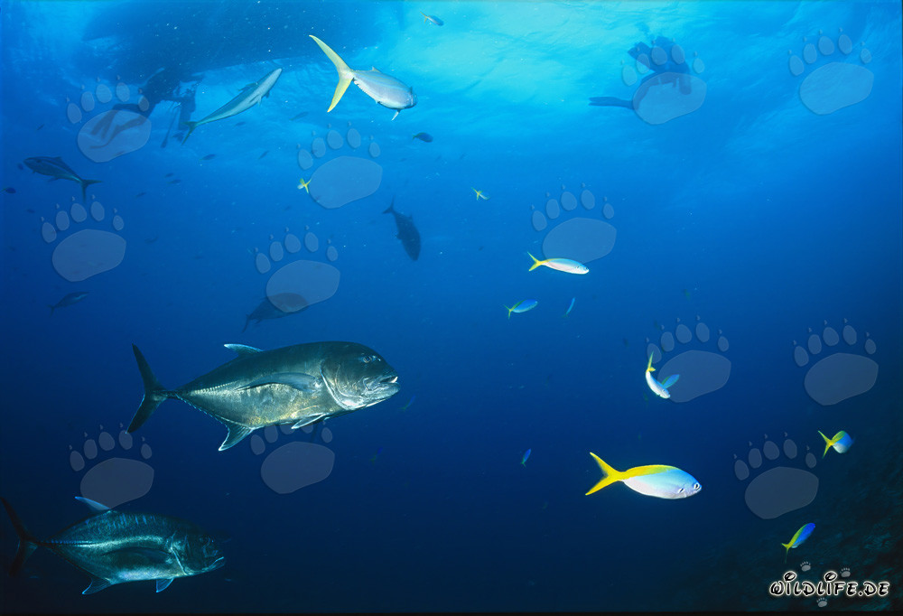 Fascinating Giant Trevally under the Dive Boat