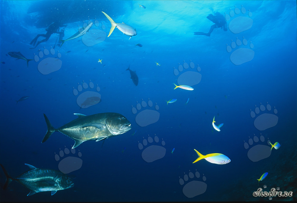 Faszinierender Giant Trevally unter dem Tauchboot