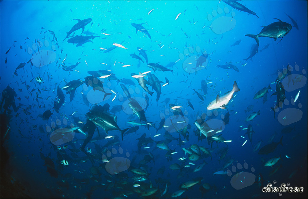 Colorful Coral Fish and Divers at Shark Reef, Fiji