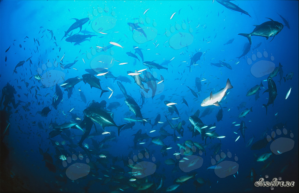 Peces coralinos coloridos y buceadores en el Shark Reef, Fiyi