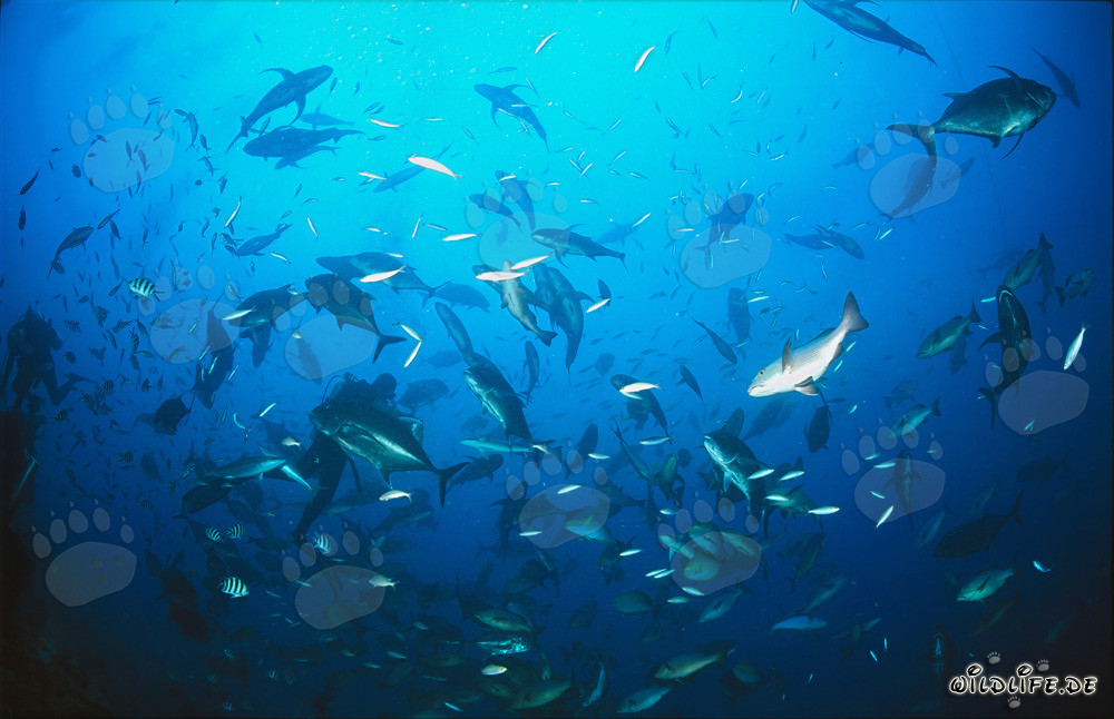 Pesci corallini colorati e subacquei nello Shark Reef, Figi