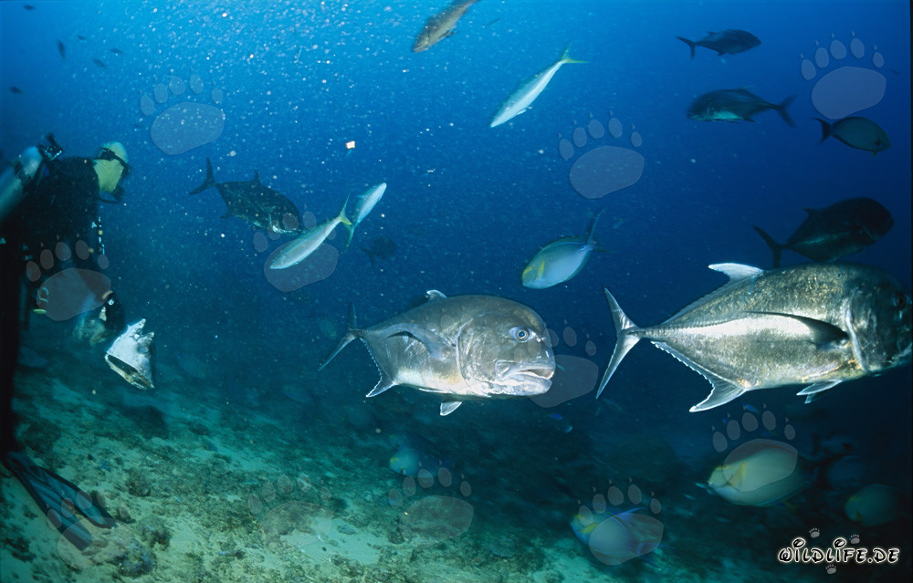 Dickkopf-Makrele - Majestätische Giant Trevally schwimmen an Taucher vorbei